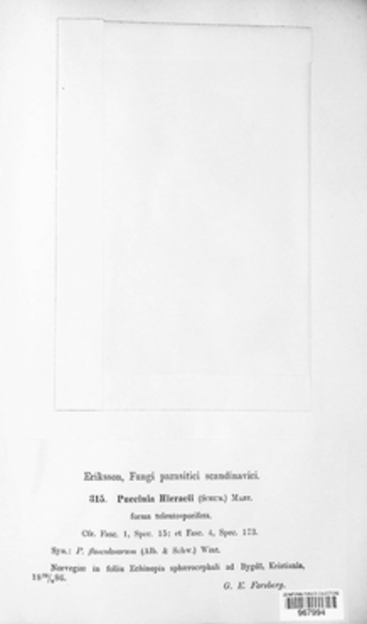 Puccinia hieracii image